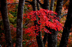 紅葉見にいこう･･･ょぅ･･･