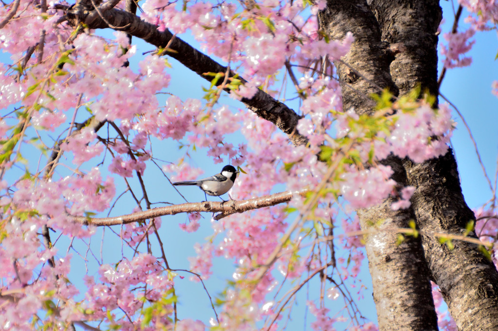 桜の枝に・・・シジュウカラ！