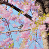 桜の枝に・・・シジュウカラ！