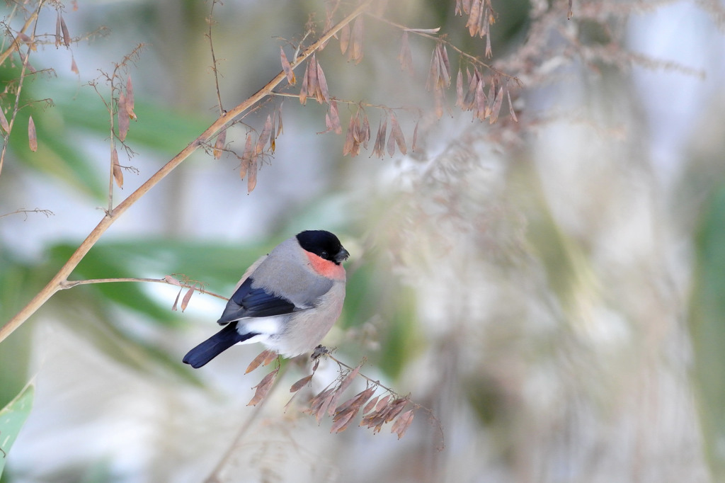 鳥はじめ 2015