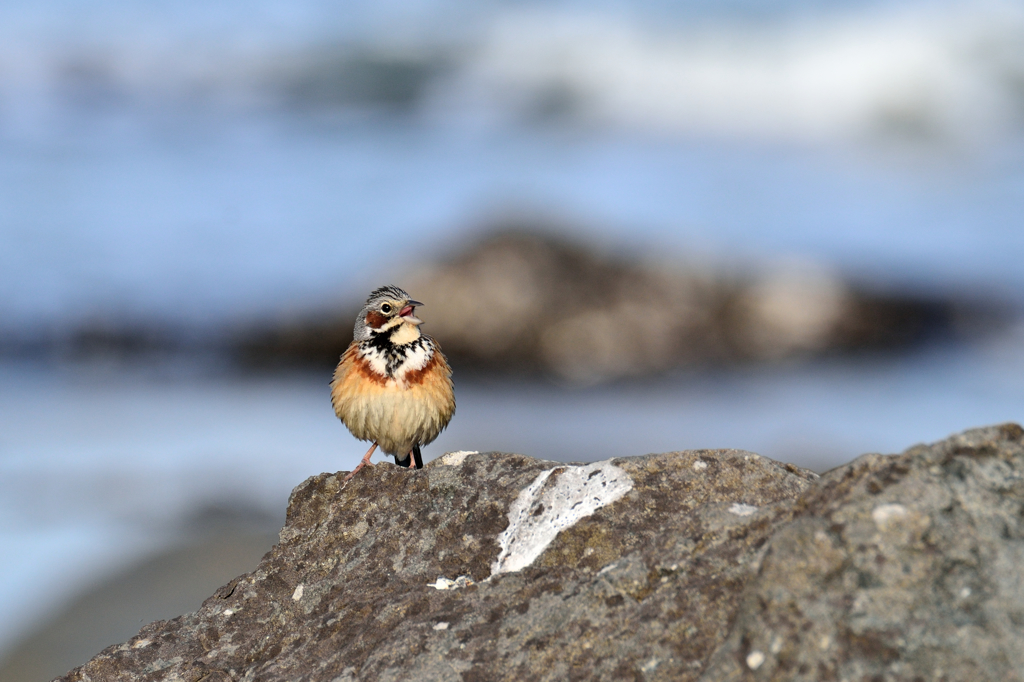 待ち鳥きたる♪