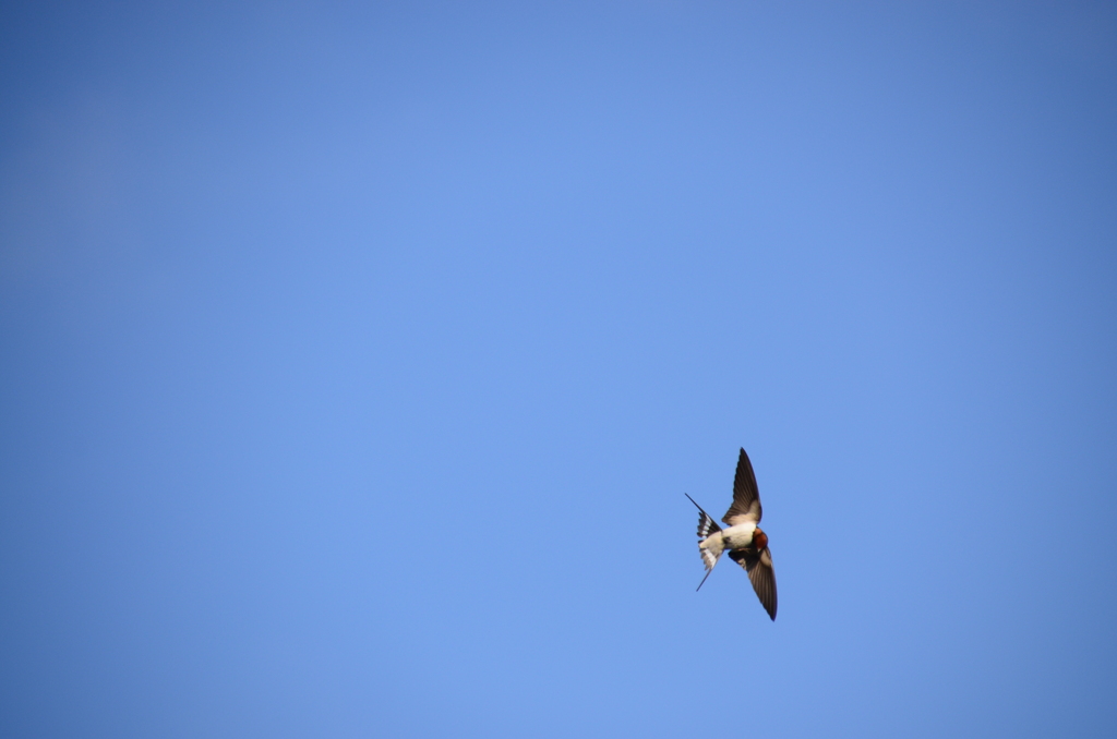 ツバメの飛翔（サンプル）