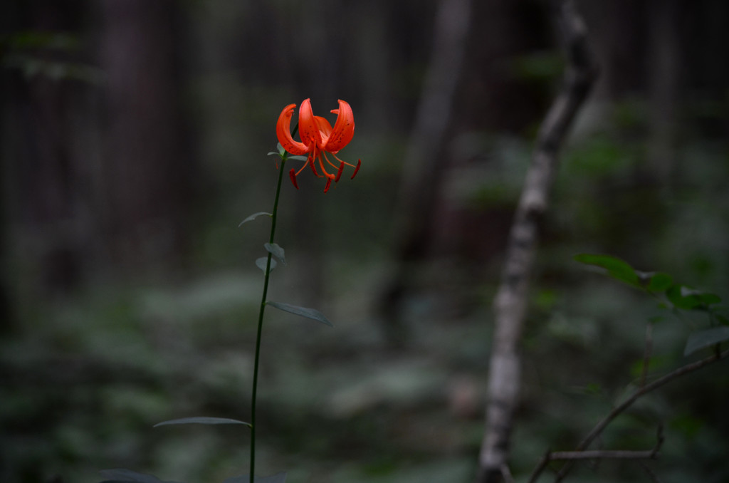 静かに咲く妖艶の花