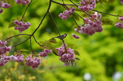 四重桜（シジュウザクラ）