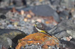 厳しい自然に生きる鳥たち２