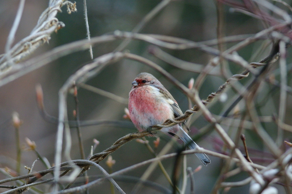 鳥はじめ 2015⑤