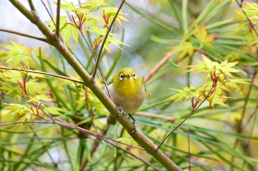 逃げない小鳥たち -メジロ-