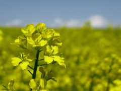 菜の花のおもいで