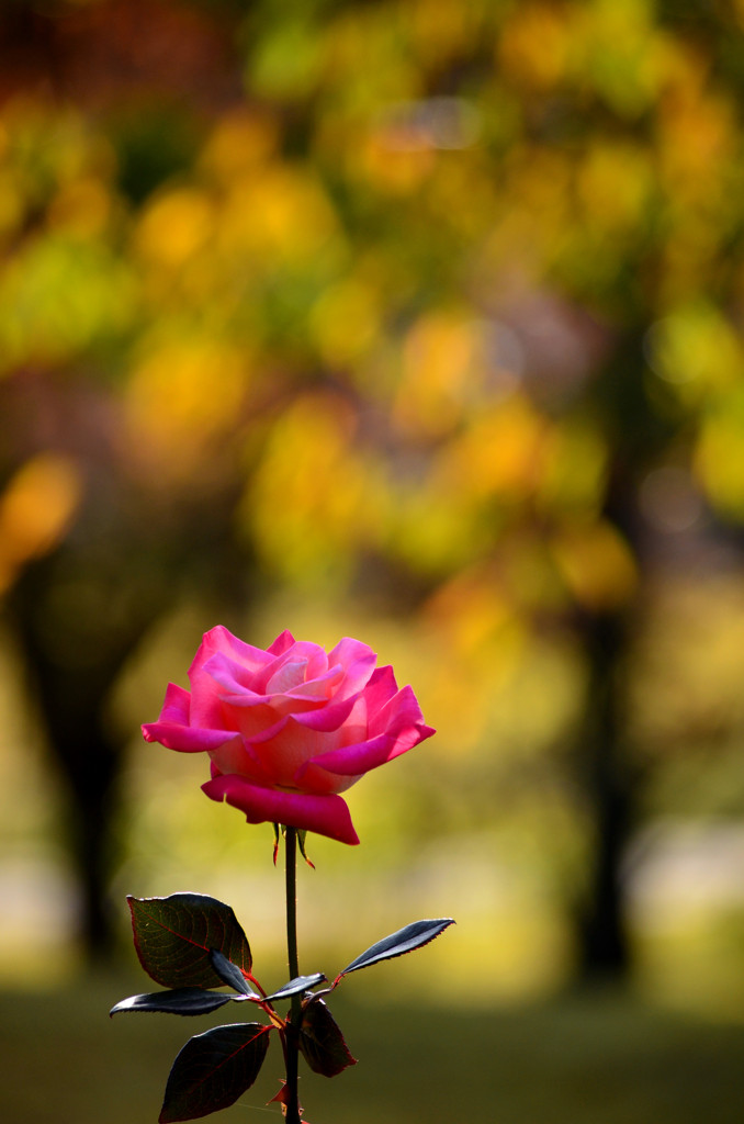 秋咲く薔薇