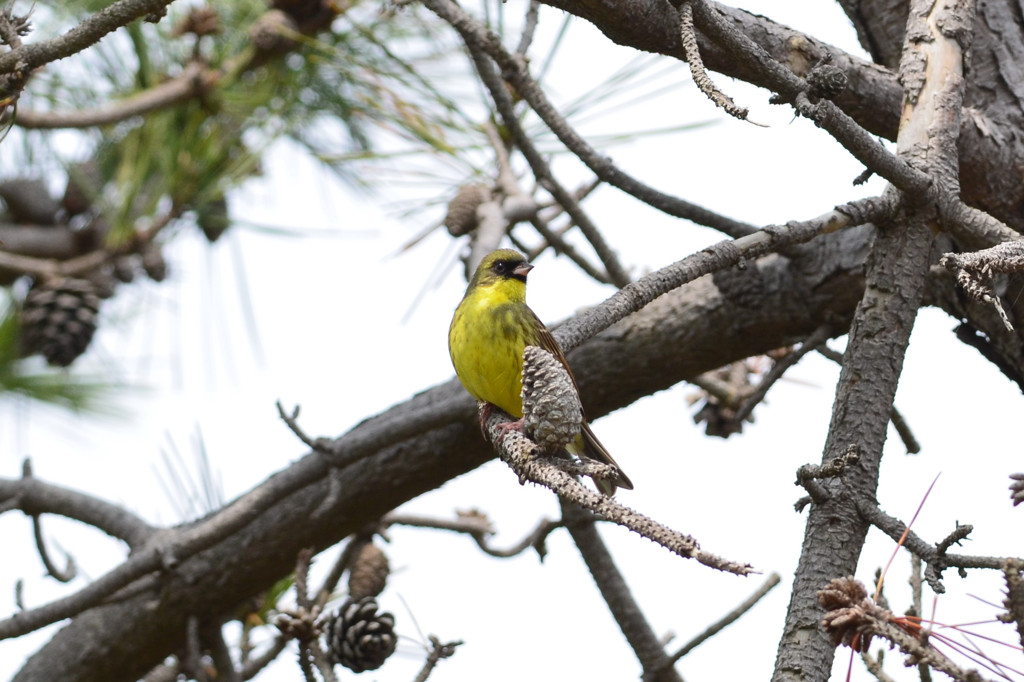 あ！おじさん！！
