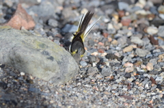 厳しい自然に生きる鳥たち