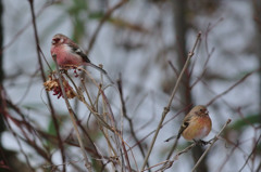 鳥はじめ 2015③