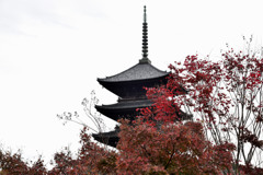 東寺の秋