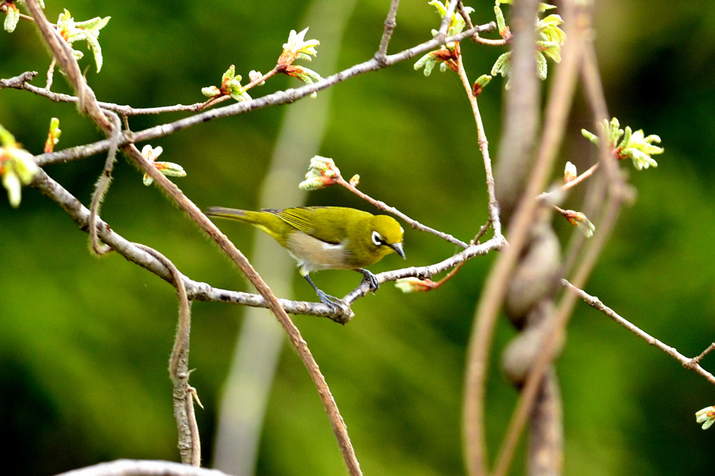 メジロの世界（その２）