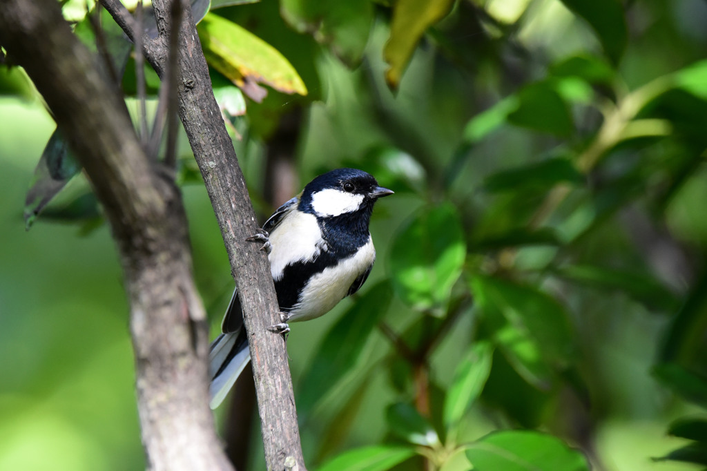 鳥撮りの楽しい季節♪