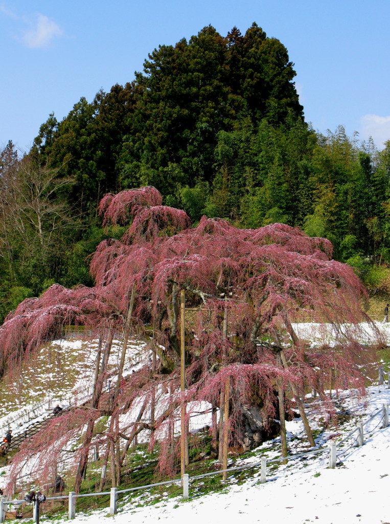 三春の春･･･一年前の思い出