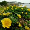 海岸に咲く福寿草（海岸に生きる花）⑥