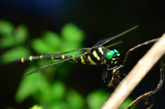 Emerald　Eyes