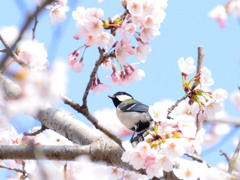 四十雀のお花見会