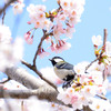 四十雀のお花見会