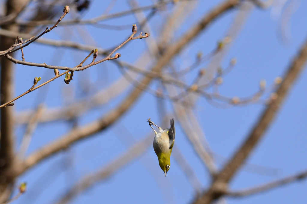 追う（2枚1組の2枚目）