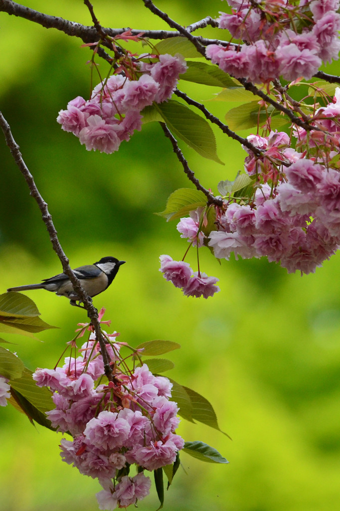 四重桜（シジュウザクラ）‐１