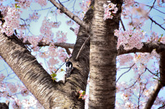 桜の樹の上に
