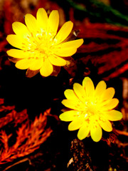 燃ゆる花