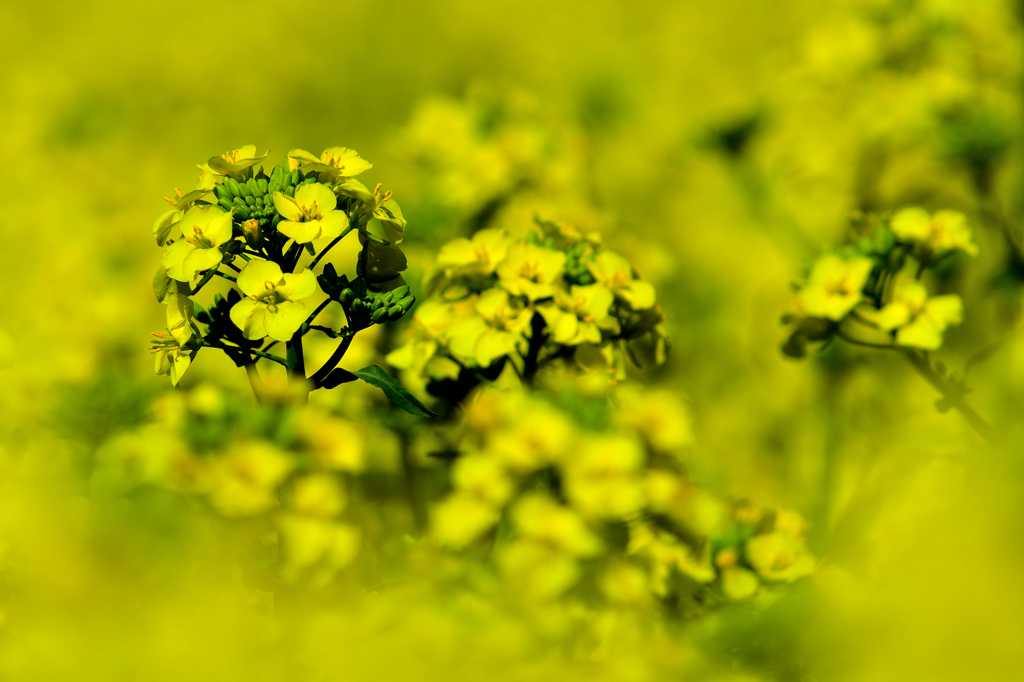 菜の花