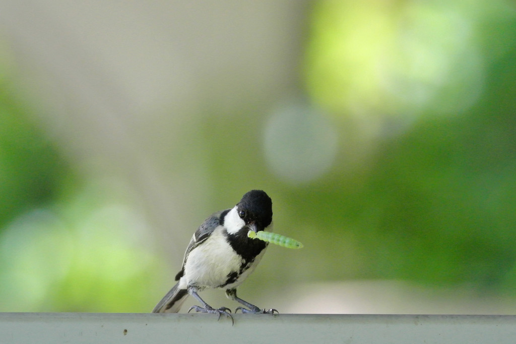 食べる～？