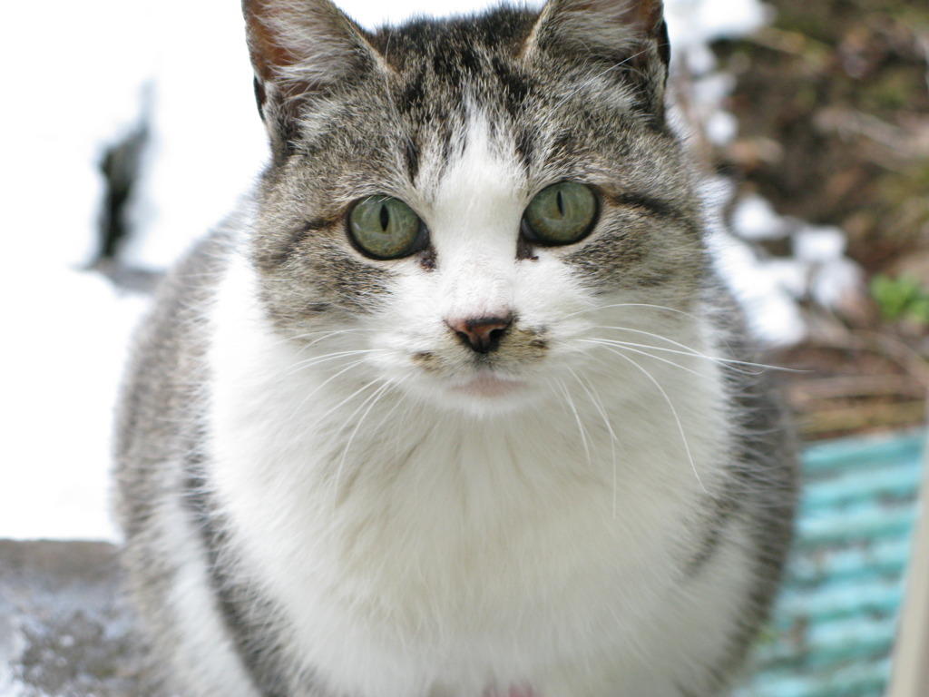 のらねこ①
