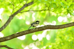 光の世界に棲む鳥