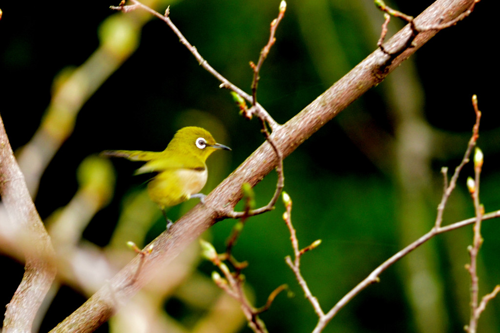 メジロの世界（その１）