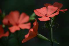 林に咲く朱赤色の花