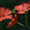 林に咲く朱赤色の花