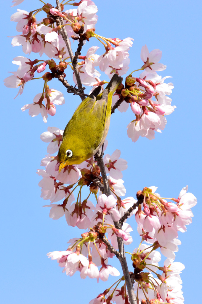 メジロと桜