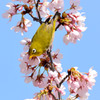 メジロと桜