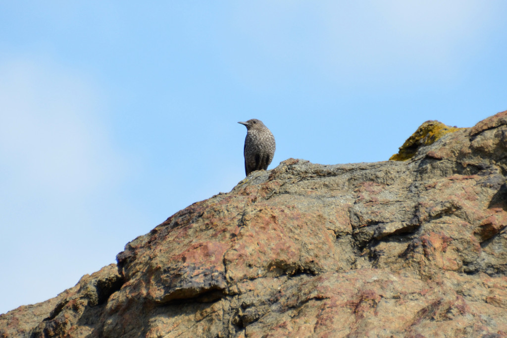 イソヒヨ恋物語・マドンナ
