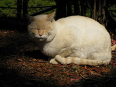 悟りの猫