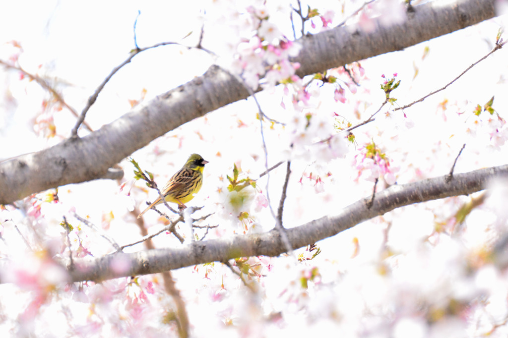 アオジと桜