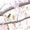 アオジと桜