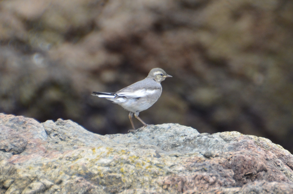 私はだあれ？（上級編）