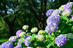 梅雨の花、紫陽花