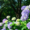 梅雨の花、紫陽花