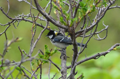お口になにか・・・