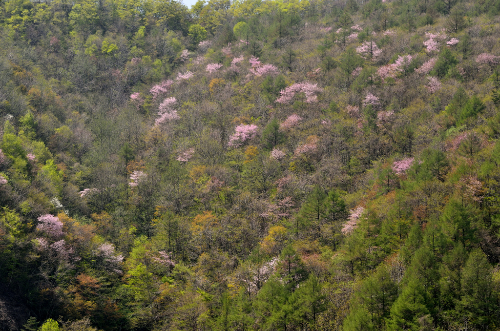 鳥たちのさえずりが響く森 2015