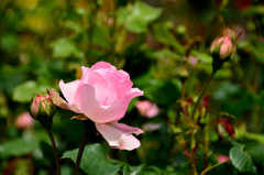 ふわっと咲いたピンクのバラ