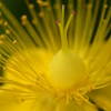 マイクロレンズ試験花