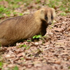 アナグマとのご対面（その２）