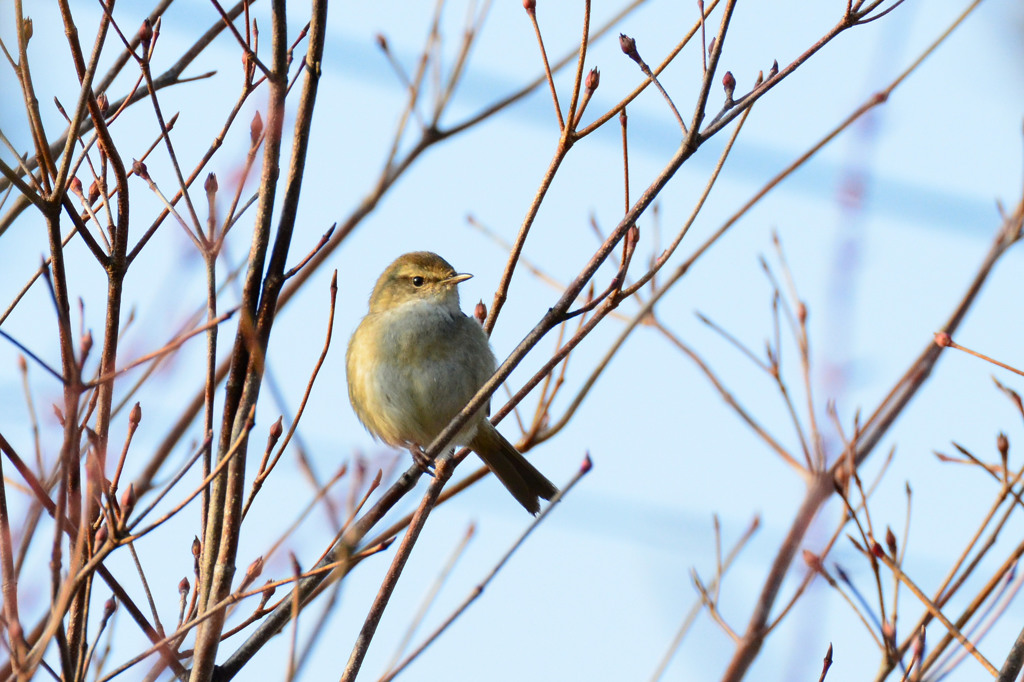 春を告げる鳥 -ウグイス-